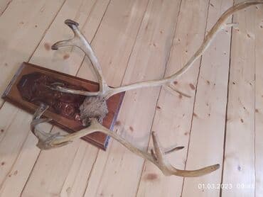 kərpic qiyməti: Maral buynuzu 1960-cı ildə Yakutiyadan gətirilib! Yaxşı vəziyyətdədir! — 4