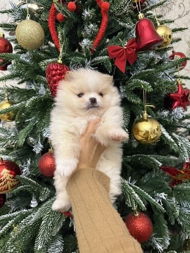 pug iti qiymeti: Şpitz, 1 ay, Erkek, Pulsuz çatdırılma — 3