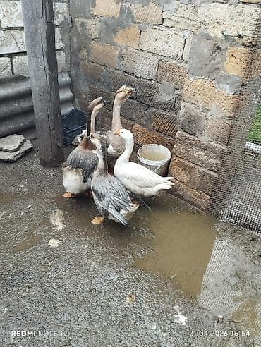 qazlar: Qaz və ördək dəsti - Şəkildə 4 ədəd su quşu: 3 ədəd boz-qəhvəyi qaz — 2