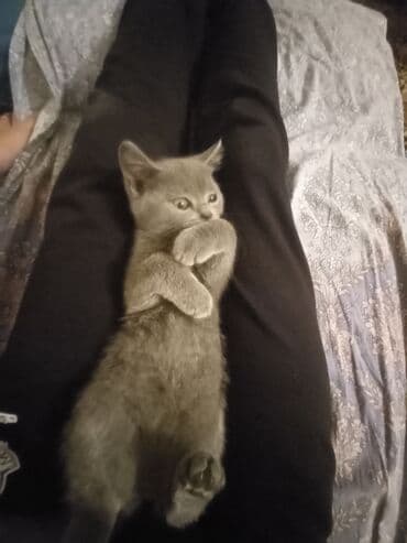 sarı pişik: Şotland, Dişi, Yaxşı əllərə, Ünvandan götürmə — 1