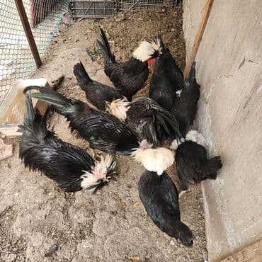 sumatra toyuq: Toyuq, Damazlıq — 1