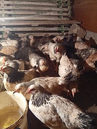 yumurtaliq toyuq satisi: Toyuq, Yumurtalıq — 3