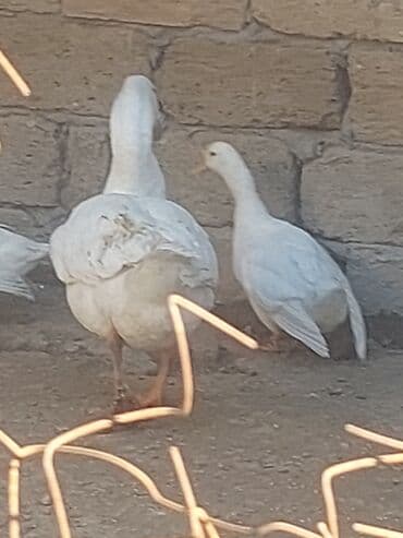 хаски цена в баку: Курица, Для мяса, Самовывоз — 7