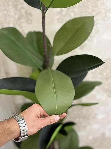 guller: Süni dekorativ kauçuk ağacı (Ficus elastica) – qapalı məkanlar üçün — 5