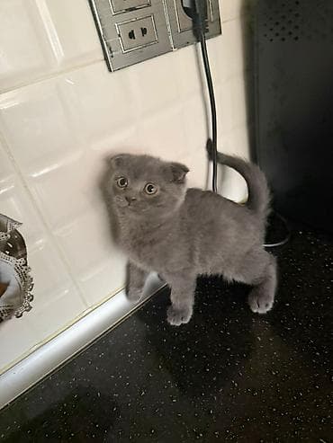 qara qoyun: Şotland yastı qulaq — 1