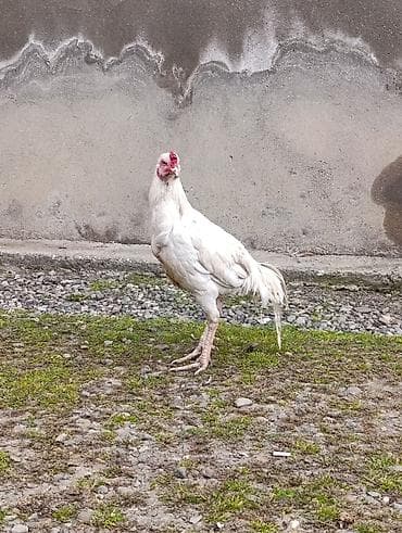 Keçilər, çəpişlər: Ag bece istiyen buyursun teze banliyir. yapon — 3