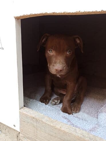 İtlər: 2 ay, Dişi, Peyvəndli, Ünvandan götürmə — 2