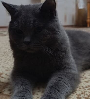 heyvan cütləşməsi: Britan — 2