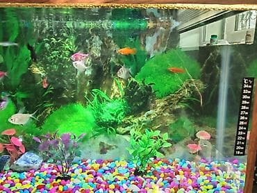 pişik su qabı: 36L,nə grirsiz sə hamsin üsdün də, 12 də bali, okseqin ildir, üsdün in — 4