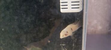 продажа аквариумных рыбок: Sülhsevər — 4