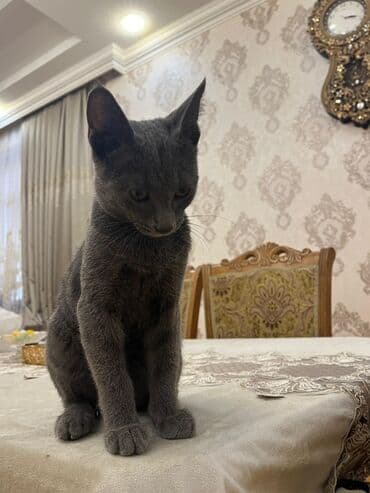 британская голубая кошка: Русская голубая — 4