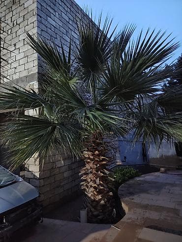 palma agaclari: Dekorativ palma ağacı – bağ və həyət üçün - Növ: Fan formalı — 1