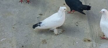 haski satilir: Satılır: Fantail tipli dekorativ göyərçin Xüsusiyyətlər: - Rəng — 10