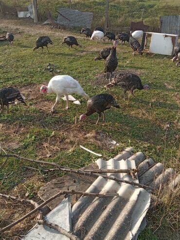 Məhsul: Hinduşka sürüsü Təsvir: - Şəkillərdə ağ və tünd — 3