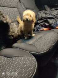 it xasqi: Pudel — 4