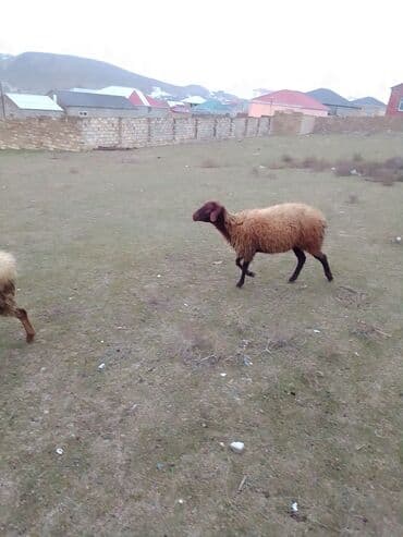 где купить собаку в баку: Dişi Quzu satılır istəyən olsa yazsın video sun atım baxın real — 9