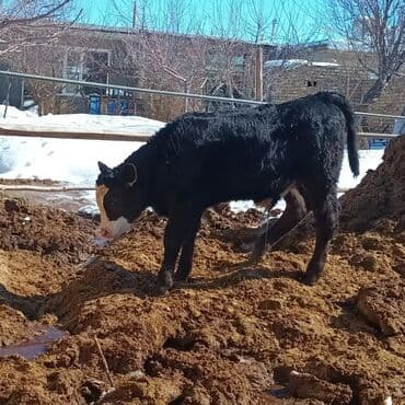 Qazlar: Məhsul: Danadır - Cins tipi: Qara-bəzək (qara rəngli bədən, alnında — 3