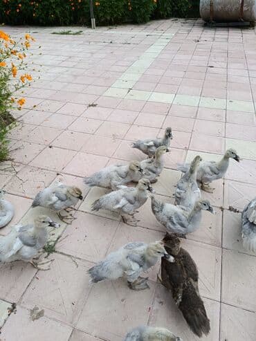 kayuqa ördək: Lavada ordeyleri satılır temiz qadilar — 1