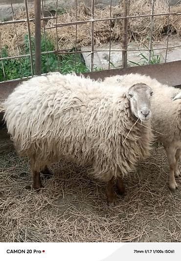 balali qoyun: Salam təmiz beyləqan qocu həm dsmazdıg həmdə çox kökdür 45 dən — 3