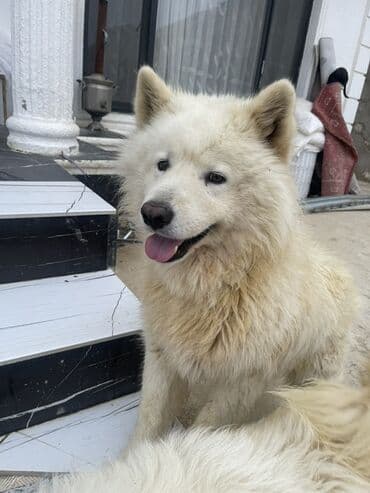 Pişiklər: Samoyed — 2