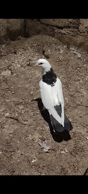 K/t heyvanları və malları: Qarabaw mayadi tutulmadi. Boynu gullu baladi 2 saata yaxin ucub 1 — 4