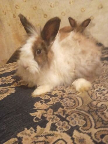 Gəmiricilər: Uzun tüklü dekorativ dovşanlar - Növ: dekorativ, uzun tüklü (angora — 1