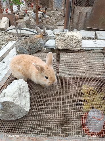qoyun əti qiyməti: Üç dənə 30 günlük dovşan balaları Saglamdilar bağ şəraitində özüm — 6