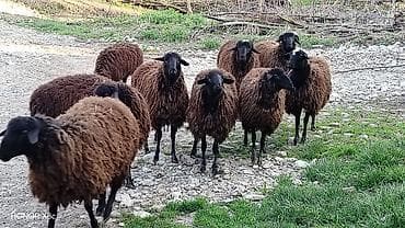 hinduska satilir: 3 baş damazlıq qoç satılır qiyməti 800 manat. 3 baş da dişi quzu — 2