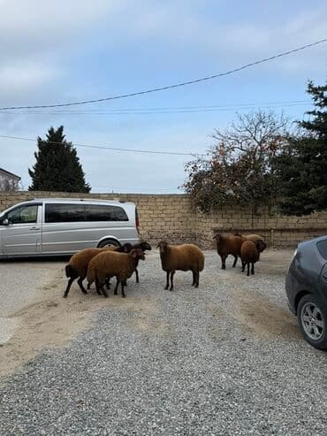 сколько стоят щенки: Самец, Qala, лет: 1, 65 кг, Для разведения, Самовывоз — 10