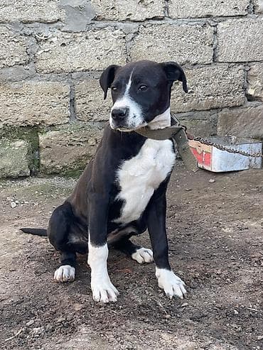 itlerin satiwi: Qara-ağ rəngli it – gəzinti və mühafizə üçün - Orta ölçülü, atletik — 1