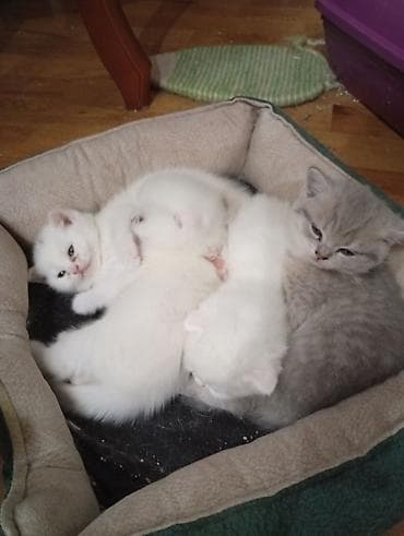 pişiy: Britan yastı qulaq, Erkək, Dişi, Yaxşı əllərə — 2