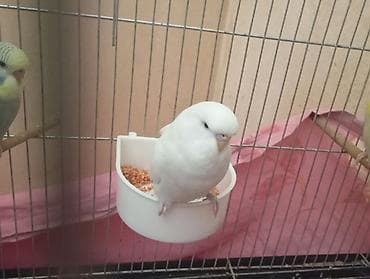 Птицы: Çex tutuquşu balaları satılır öz quşlarımın balalarıdır 2 aylıqdırlar — 4