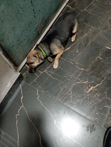 balaca ev itleri ve qiymetleri: Dişi — 2