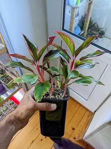 bitki: Aqlaonema Crete. Bir qabda 5-dən çoxdu. Tam sağlam. Torpaq qumus — 2