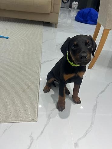 doberman balasi satilir: Rotveyler — 2