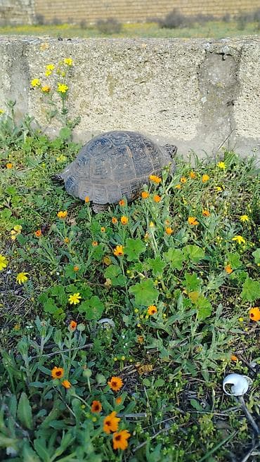 qurbağa şəkilləri: Quru tısbağa Evcil tısbağa belə at kimi gedir - Növ: quru/səhra — 5