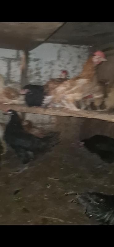 akvarium baliqlari satilir: Toyuq, Ətlik — 7