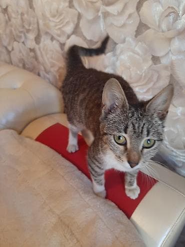 bala pişiylər: Tabbi, Dişi, Yaxşı əllərə — 1