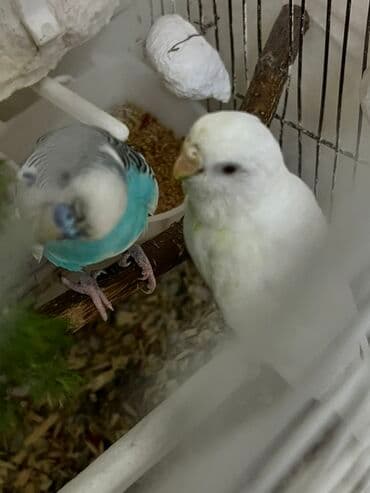 Dalğalı tutuquşular cütü - Növ: Budgerigar (dalğalı tutuquşu) -