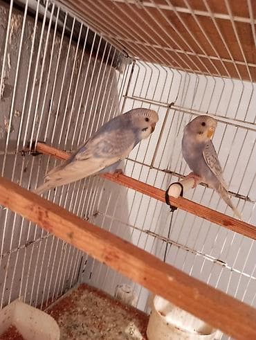 Собаки: Bir cutu 25 manat rengler muxdelifdi unvan Bileceri Xüsusiyyətlər: - — 6