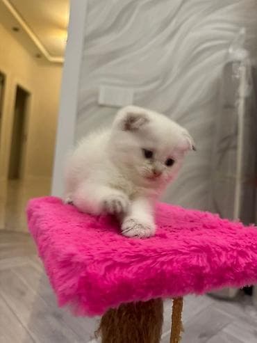 Şotland yastı qulaq