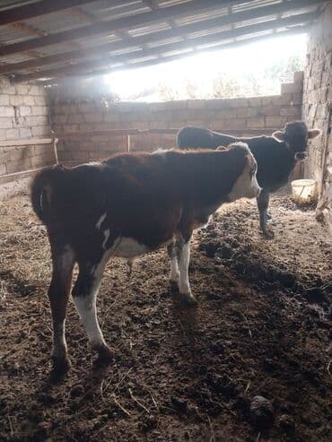 cins ineklerin satisi: Məhsul: 2 baş erkəy dana saxlamalı saglam danalardi — 2