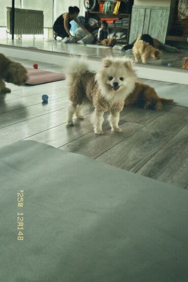 pişik geyimi: Məhsul: Köpək üçün yumşaq kombinezon - Model: Tüklü “teddy” üslublu — 2