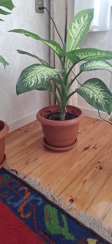 ev gulleri ve adlari: Dieffenbaxiya (Dieffenbachia) – iri, zolaqlı yarpaqları olan dekorativ — 2