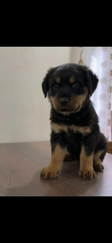 kangal itləri: Rotveyler, Peyvəndli — 3