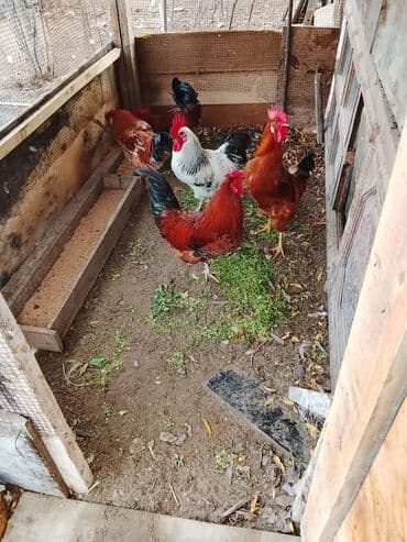 tap.az inekler: Salam sağlam kənd xoruzları ünvan Kürdəxanı — 1