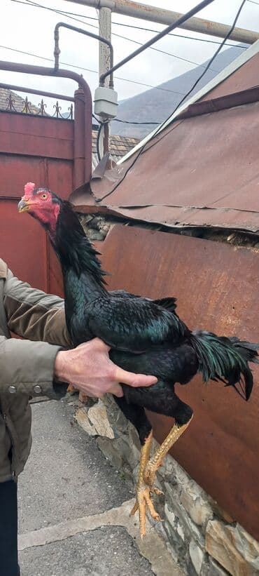 pulsuz pişik balaları 2021: Təcili satilir.Heyrati xoruz, zil qara. 1yaş 3ayliq — 6