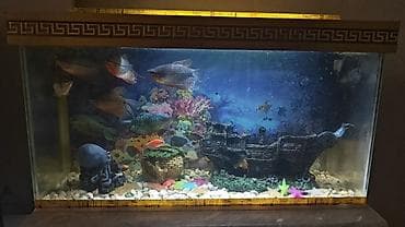 beta balığı: Akvaryum komplekti – dekorativ stend ilə - Şüşə akvaryum: düzbucaqlı — 2
