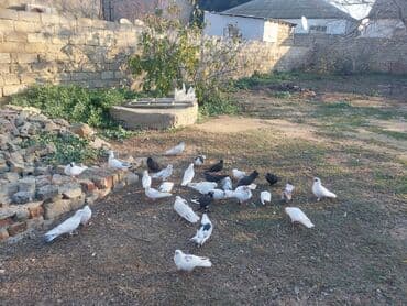 3D panellər: (qarışıq rəng və cinslər) Təsvir:kz guwlarmdir alvercindeyelm - — 2