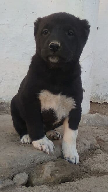 xasqi satisi: 1 ay, Dişi — 4